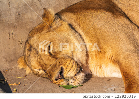 An asian female lion laying on the ground 122926319