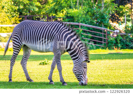 Grevy's zebra, lat Equus grevyi, also known as the imperial zebra eats green grass. 122926320