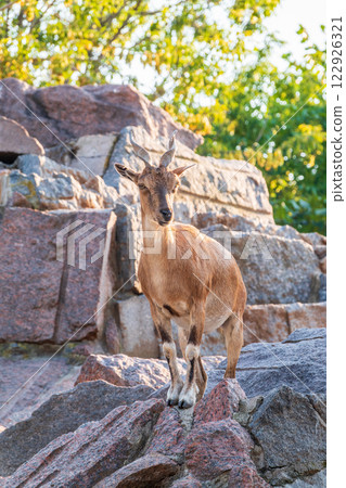 Markhor female on the rock. Latin name - Capra falconeri. Wild goat native to Central Asia, Karakoram and the Himalayas Markhor female on the rock. Latin name - Capra falconeri. Wild goat native to Central Asia, Karakoram and the Himalayas 122926321