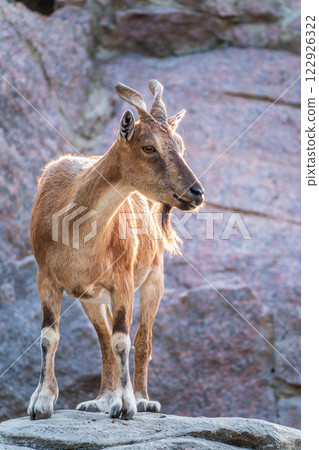 Markhor female on the rock. Latin name - Capra falconeri. Wild goat native to Central Asia, Karakoram and the Himalayas 122926322