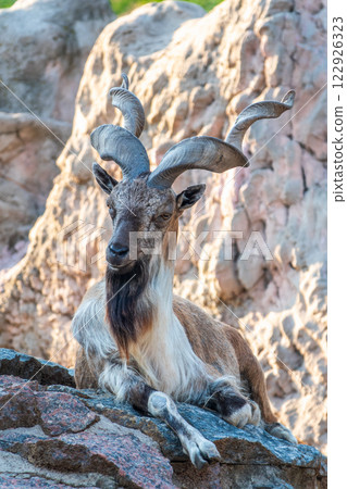 Close-up portrait of Markhor, Capra falconeri, wild goat native to Central Asia, Karakoram and the Himalayas 122926323