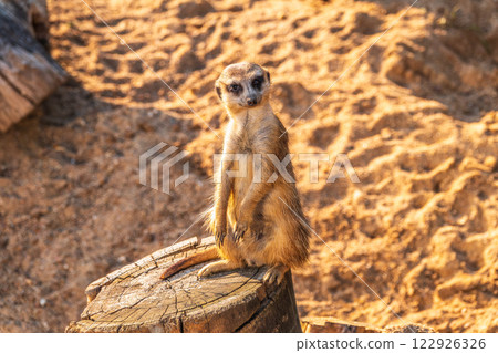 Meerkat, Suricata suricatta, on hind legs. Portrait of meerkat standing on hind legs with alert expression. Portrait of a funny meerkat sitting on its hind legs. 122926326