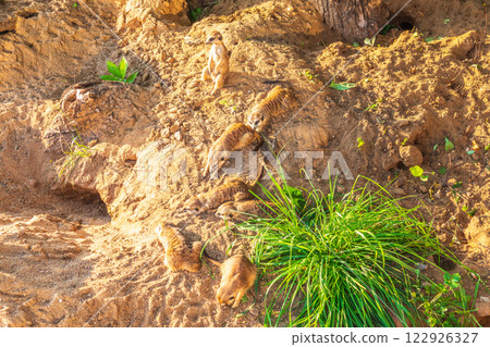 Meerkat, Suricata suricatta, on hind legs. Portrait of meerkat standing on hind legs with alert expression. Portrait of a funny meerkat sitting on its hind legs. 122926327