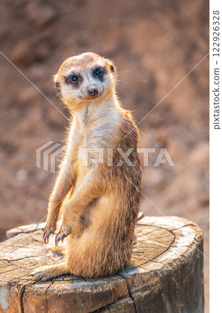 Meerkat, Suricata suricatta, on hind legs. Portrait of meerkat standing on hind legs with alert expression. Portrait of a funny meerkat sitting on its hind legs. Meerkat, Suricata suricatta, on hind legs. Portrait of meerkat standing on hind legs with alert expression. Portrait of a funny meerkat sitting on its hind legs. 122926328