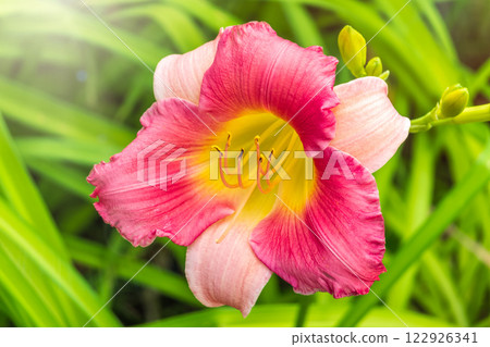 Close up of a pink daylily flower in bloom 122926341