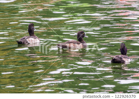 Male tufted duck, Aythya fuligula, swim in the pond 122926370