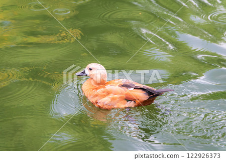 Ruddy Shelduck, or red duck, lat. Tadorna ferruginea, swimming on a lake. 122926373
