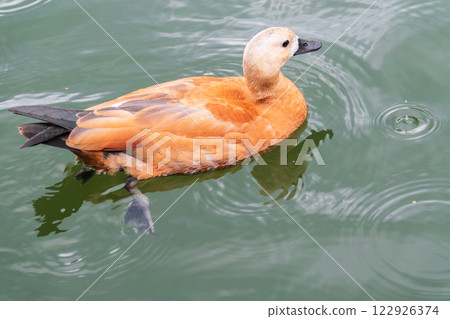 Ruddy Shelduck, or red duck, lat. Tadorna ferruginea, swimming on a lake. Ruddy Shelduck, or red duck, lat. Tadorna ferruginea, swimming on a lake. 122926374