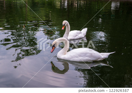 Two Graceful white Swans swimming in the lake, swans in the wild 122926387
