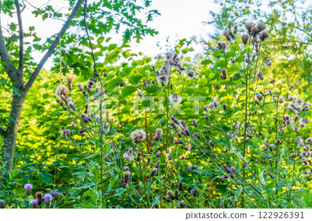 Nature of green leaf in garden at summer. Natural green leaves plants using as spring background cover page environment ecology Nature of green leaf in garden at summer. Natural green leaves plants using as spring background cover page environment ecology 122926391