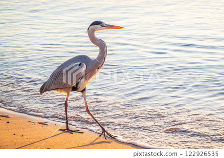 A heron hunting in the sea. Grey heron on the hunt 122926535