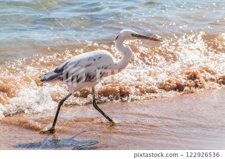 White Western Reef Heron (Egretta gularis) at Sharm el-Sheikh beach, Sinai, Egypt 122926536