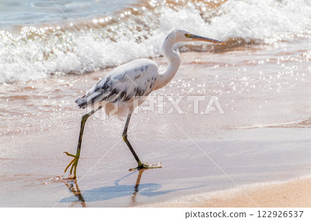 White Western Reef Heron (Egretta gularis) at Sharm el-Sheikh beach, Sinai, Egypt 122926537