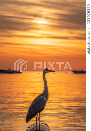 A heron hunting in the sea in the sunset or sunrise light 122926539