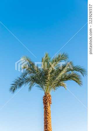 Palm tree with green leaves on blue background Palm tree with green leaves on blue background 122926557