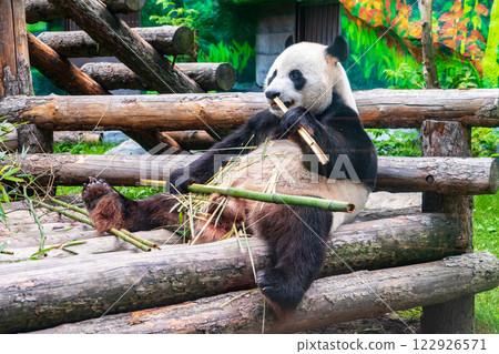 The Giant Panda Bear sits while eating a bamboo stalk The Giant Panda Bear sits while eating a bamboo stalk 122926571