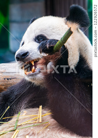The Giant Panda Bear sits while eating a bamboo stalk 122926572