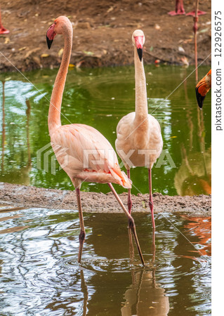 The greater flamingo, Phoenicopterus roseus, standing in water on lake shore. 122926575