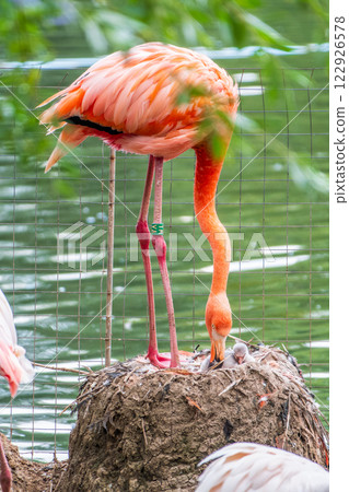 A newborn baby Rosa Flamingo, Phoenicopterus roseus, is full of care from its mother 122926578