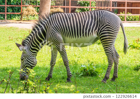 Grevy's zebra, lat Equus grevyi, also known as the imperial zebra eats green grass. Grevy's zebra, lat Equus grevyi, also known as the imperial zebra eats green grass. 122926614