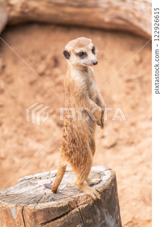 Meerkat, Suricata suricatta, on hind legs. Portrait of meerkat standing on hind legs with alert expression. Portrait of a funny meerkat sitting on its hind legs. Meerkat, Suricata suricatta, on hind legs. Portrait of meerkat standing on hind legs with alert expression. Portrait of a funny meerkat sitting on its hind legs. 122926615