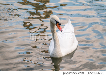 A graceful white swan swimming on a lake with dark water. The white swan is reflected in the water 122926633