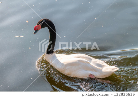 The black-necked swan, Cygnus melancoryphus, is a swan that is the largest waterfowl native to South America. The body plumage is white with a black neck and head and greyish bill 122926639