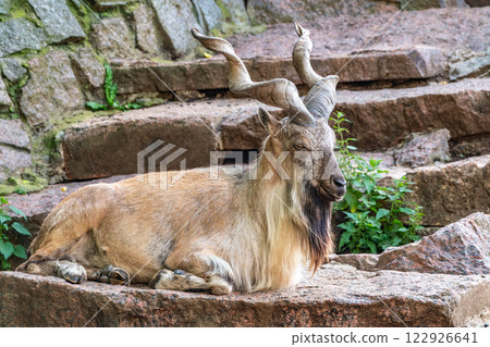 Close-up portrait of Markhor, Capra falconeri, wild goat native to Central Asia, Karakoram and the Himalayas 122926641