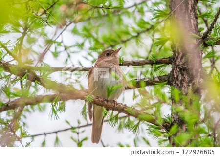 Thrush Nightingale, Luscinia luscinia. A bird sits on a tree branch and sings 122926685