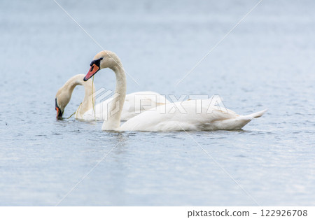 Two Graceful white Swans swimming in the lake, swans in the wild 122926708