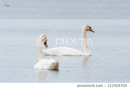 Two Graceful white Swans swimming in the lake, swans in the wild 122926709