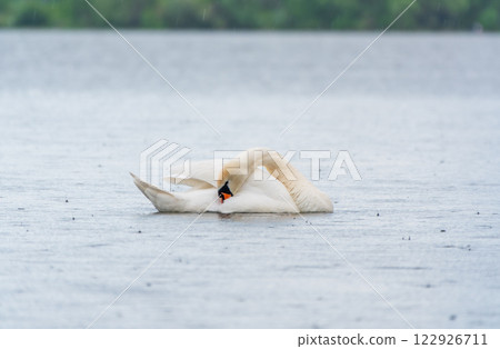 Graceful white Swan swimming in the lake, swans in the wild. Portrait of a white swan swimming on a lake. 122926711