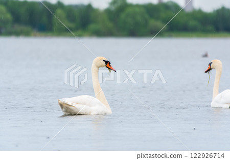 Two Graceful white Swans swimming in the lake, swans in the wild 122926714