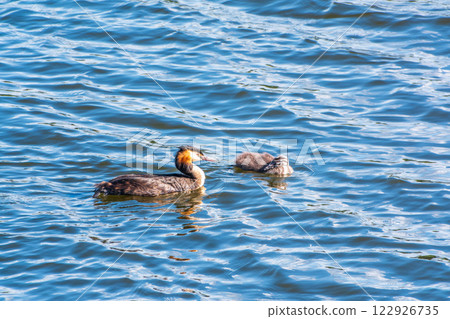 The waterfowl bird, great crested grebe with chick, swimming in the lake. The waterfowl bird, great crested grebe with chick, swimming in the lake. 122926735