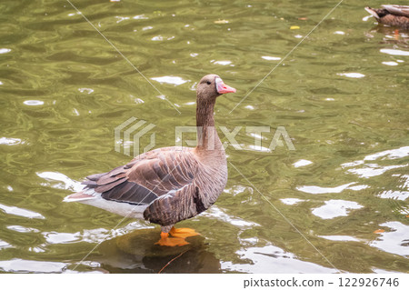 Greater White-fronted Goose (Anser albifrons) standing on the green shore of the pond. Greater White-fronted Goose (Anser albifrons) standing on the green shore of the pond. 122926746
