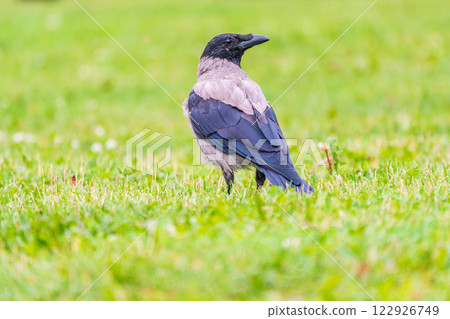 Hooded crow, corvus cornix, standing on the lawn in the spring or summer 122926749