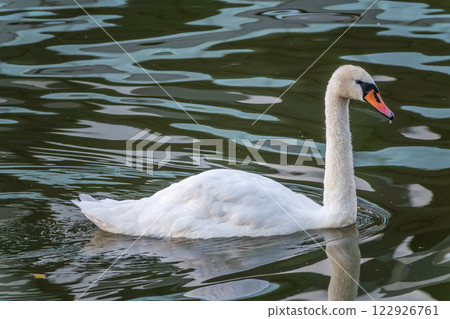 A graceful white swan swimming on a lake with dark water. The white swan is reflected in the water 122926761