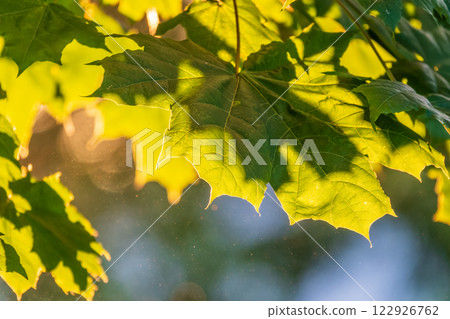 Maple branches with green and yellow leaves in autumn, in the light of sunset. 122926762