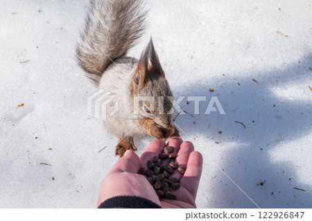 Squirrel eats nuts from a man's hand. Caring for animals in winter or autumn. Squirrel eats nuts from a man's hand. Caring for animals in winter or autumn. 122926847