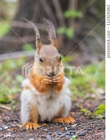 Squirrel eats a nut while sitting in green grass. Eurasian red squirrel, Sciurus vulgaris 122926862