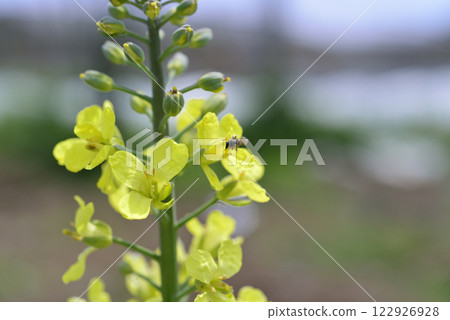 Cabbage flowers in a spring garden Cabbage flowers in a spring garden 122926928