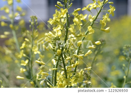 春天花園裡的捲心菜花 春天花園裡的捲心菜花 122926930