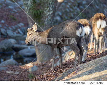 Deer along the Yoshiki River in Nara Park 122926965