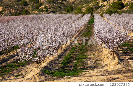 Blooming apricot trees garden 122927255