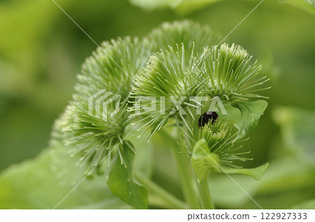 Burdock flowers Burdock flowers 122927333
