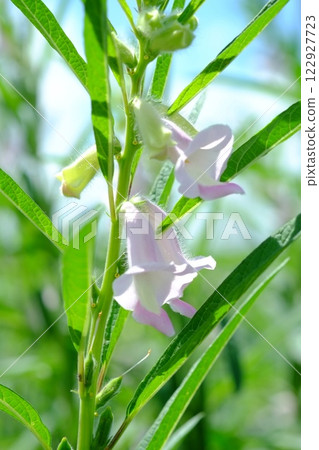 Sesame flower blooming in summer field Sesame flower blooming in summer field 122927723
