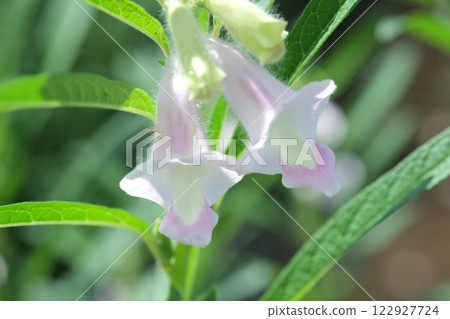 芝麻花盛開在夏田 芝麻花盛開在夏田 122927724