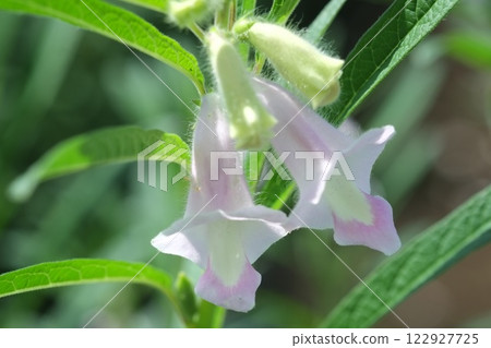 Sesame flower blooming in summer field Sesame flower blooming in summer field 122927725