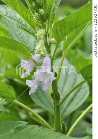芝麻花盛開在夏田 芝麻花盛開在夏田 122927730