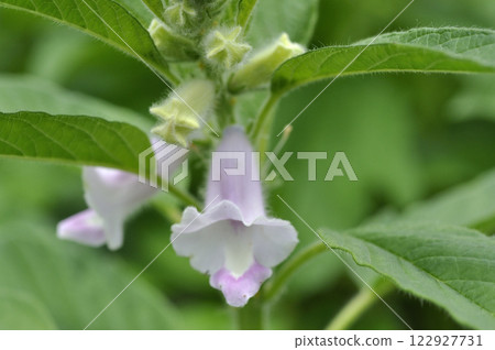 Sesame flower blooming in summer field Sesame flower blooming in summer field 122927731